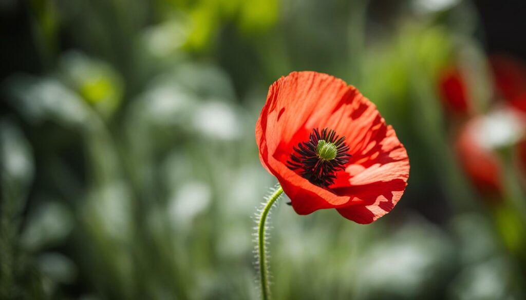 Mohnblume Mohnblume